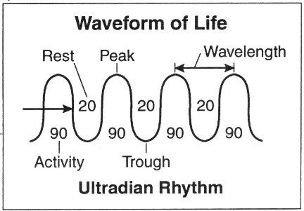 ultradian rhythm