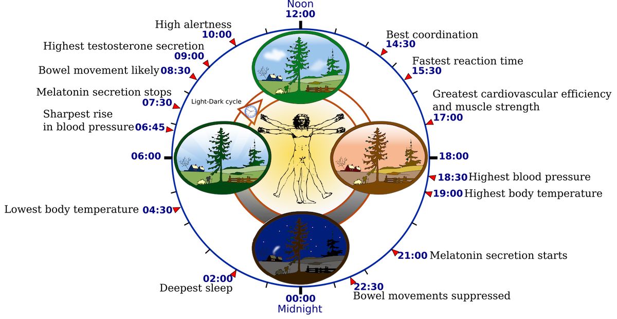biological clock