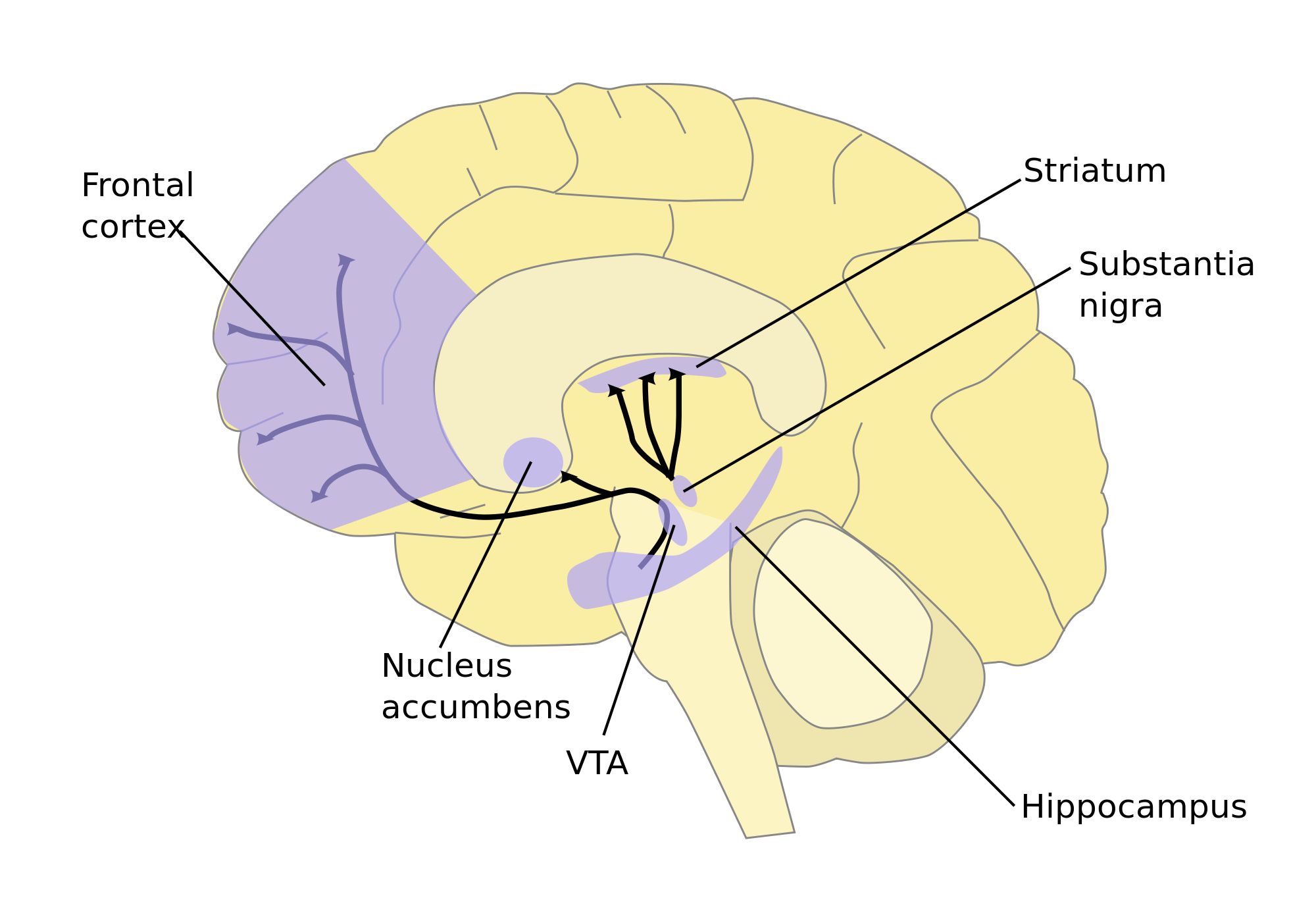 brain