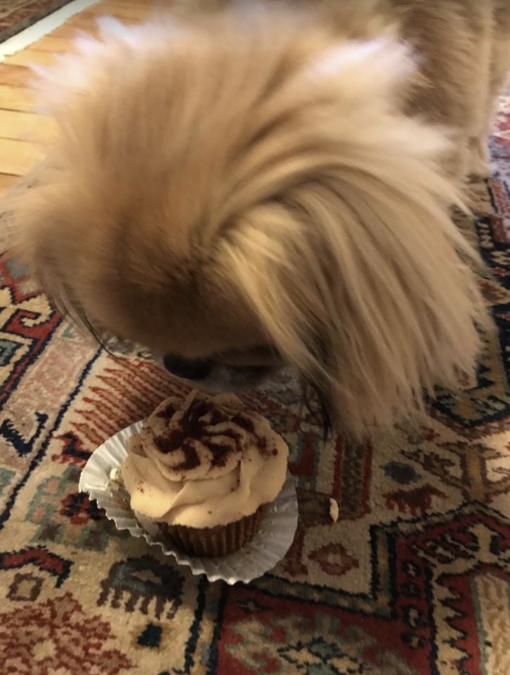 Deb's dog eating a cupcake.