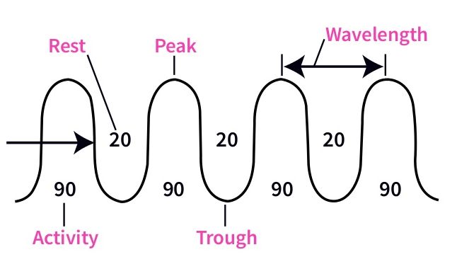 ultradian rhythm